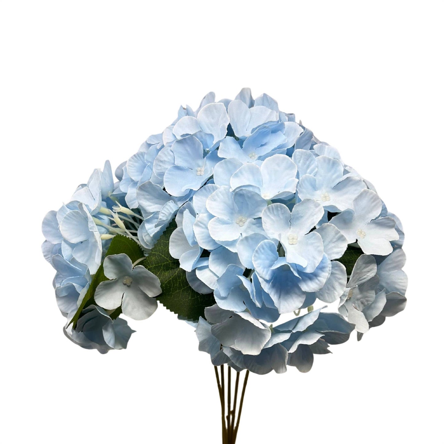Southern Hydrangea Bush x5 - 18" Blue