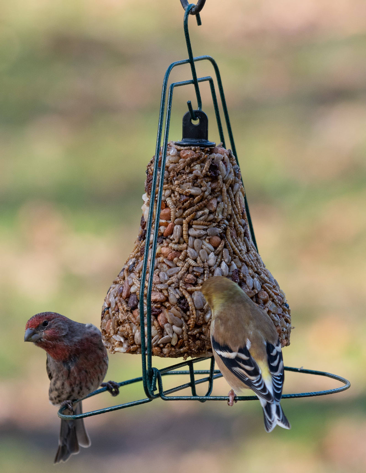 Bugs, Nuts & Fruit - Bell