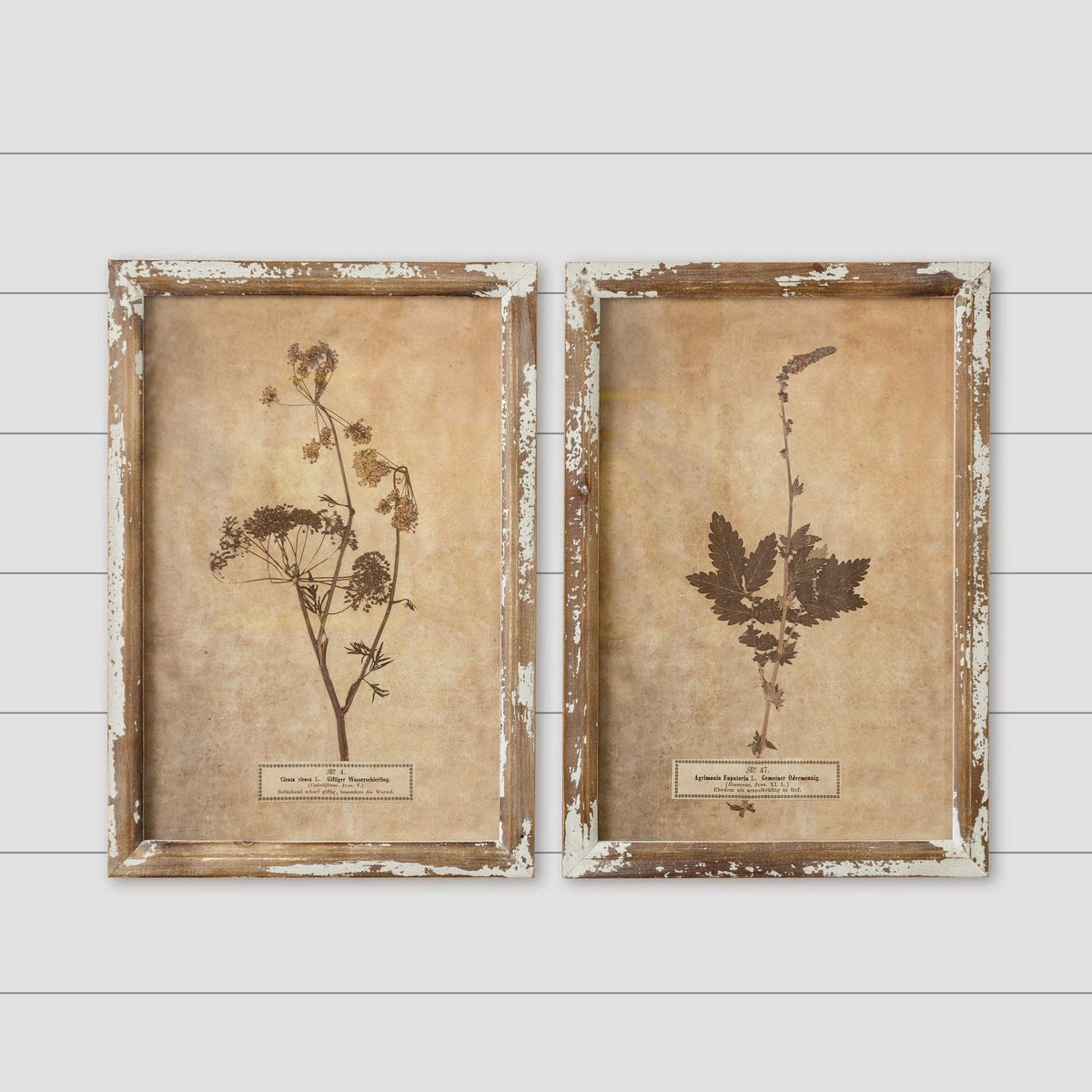 Framed Print - Vintage Botanical