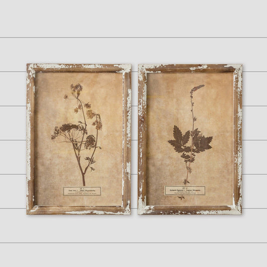 Framed Print - Vintage Botanical