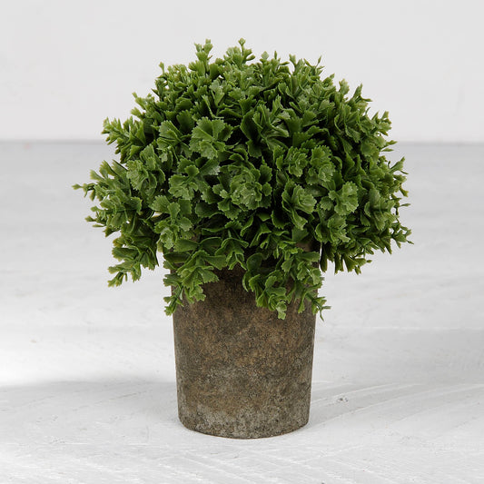 Round Succulent In Gray Skinny Pot
