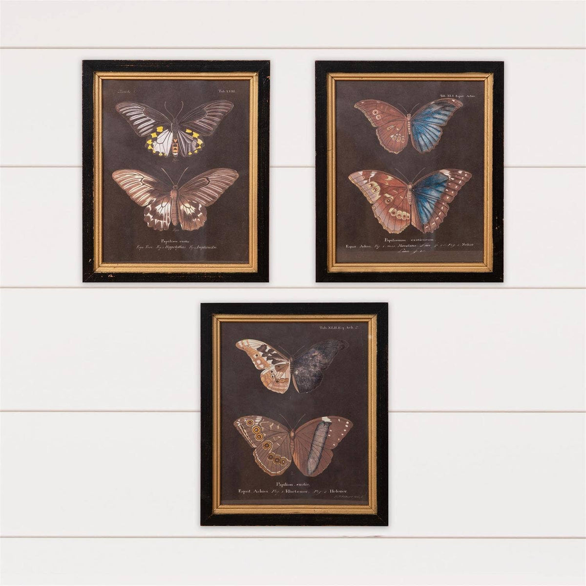 Framed Prints - Vintage Butterflies