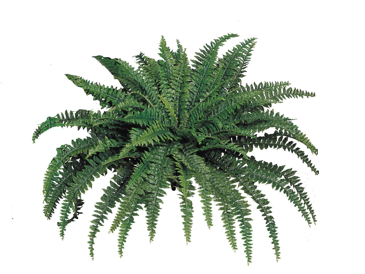 Boston Fern Plant With 88 Realistic Silk Fronds, 48" Wide