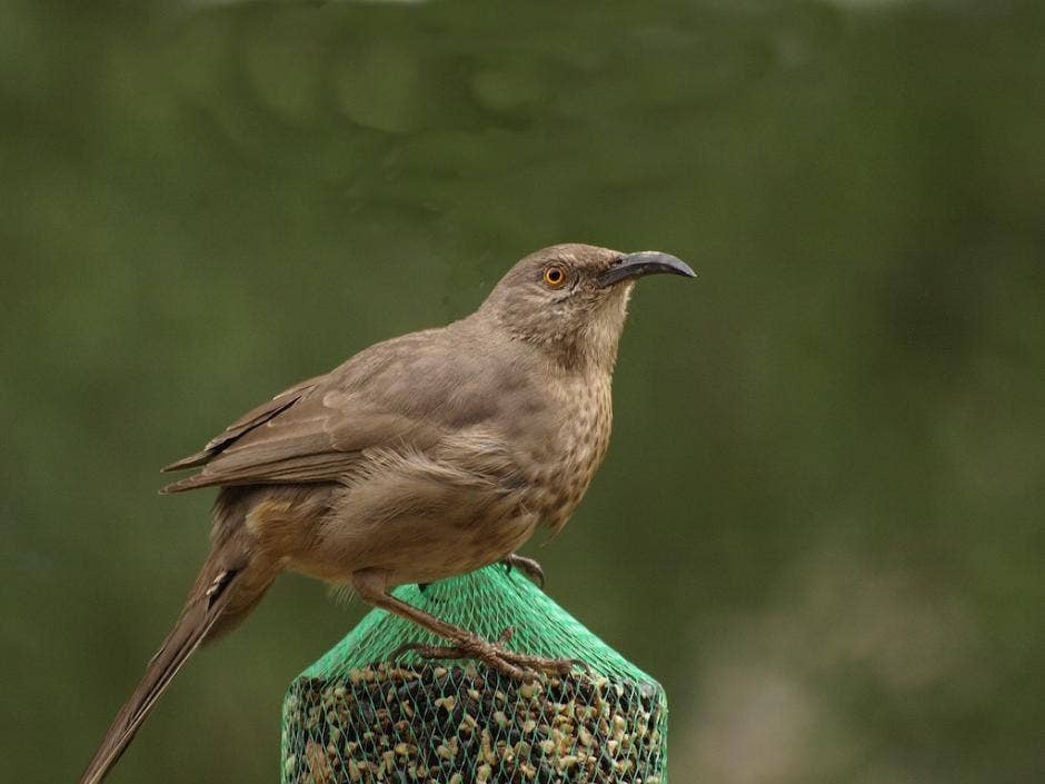 WildBird Feast Cylinder - Small