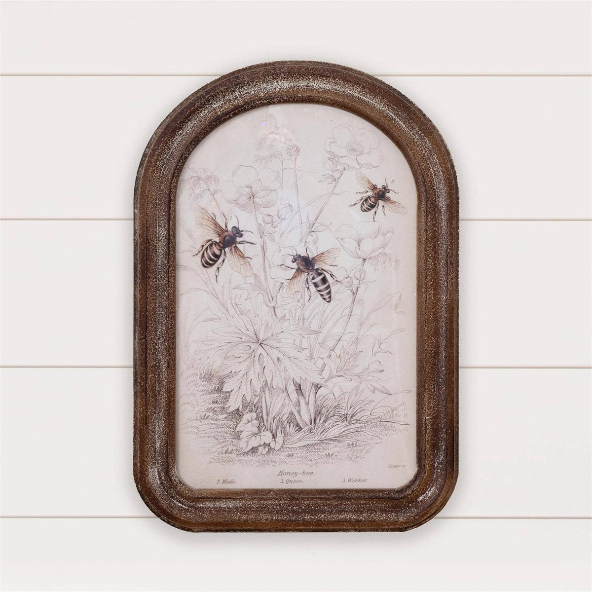 Framed Print - Bee (PC)