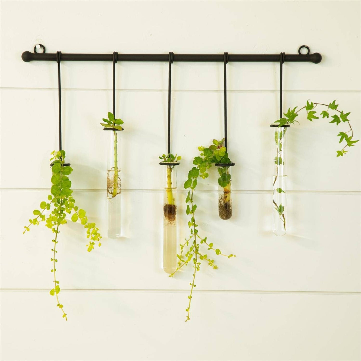 Black Propagation Wall Hanging